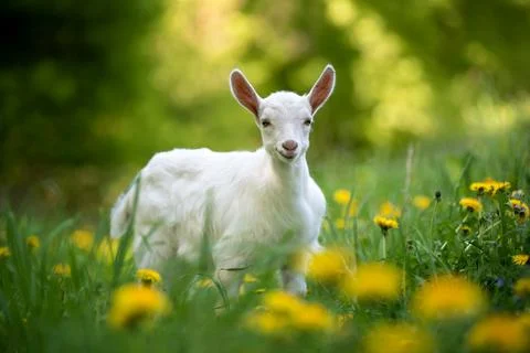 Goat on a pasture Stock-Fotos