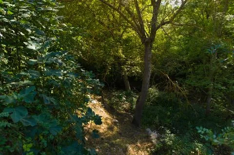 Goat path in the forest. Stock Photos