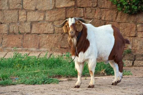 Goat on path Stock Photos