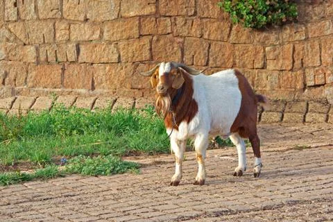 Goat on path Stock Photos