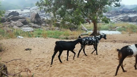 The goat paused thoughtfully while the herd continued to move on. India Video stock 138465730