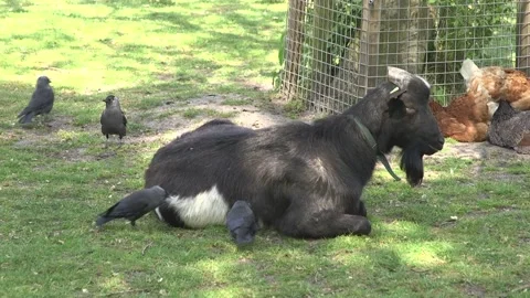 Goat with pecking birds Stock Footage 137863274