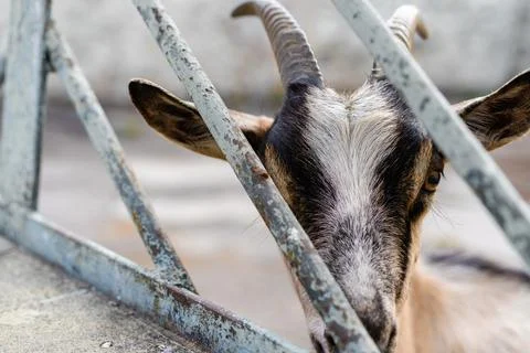 Goat peeks through rusted gate in an urban environment during daylight hours Stock Photos