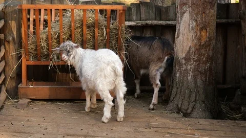 Goat in the pen close up. Stock Footage 118286080