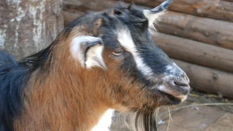 Goat in the pen close up. Stock Footage 118286086