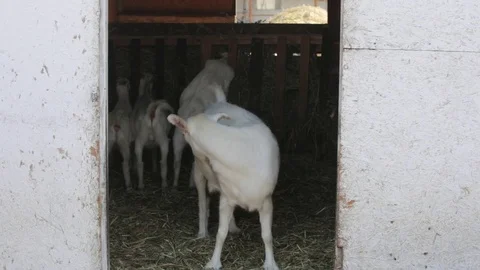 Goat in the pen Stock Footage 80996850