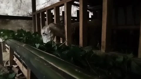 GOAT PEN Stock Footage 255791586