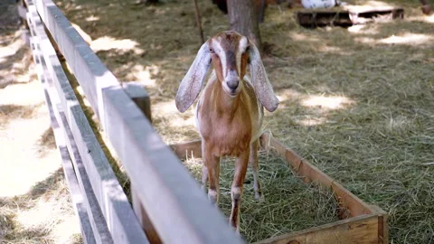 Goat in a Pen Stock Footage 293179533