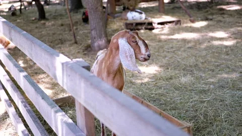 Goat in the Pen Stock Footage 293180665