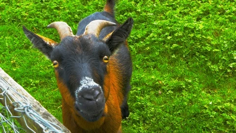 Goat in pen looking up at camera Stock Footage 114782441