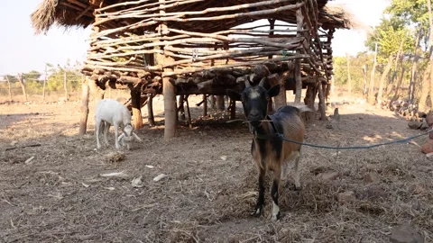 Goat In Pen Stares At Camera Stock-Footage 267436897