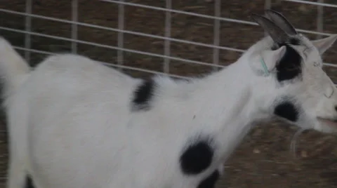 Goat Pet Stock Footage 27816828