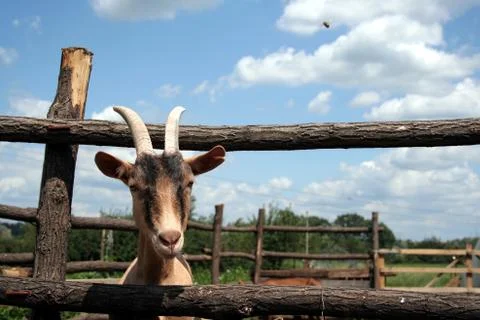 Goat pharm Foto stock