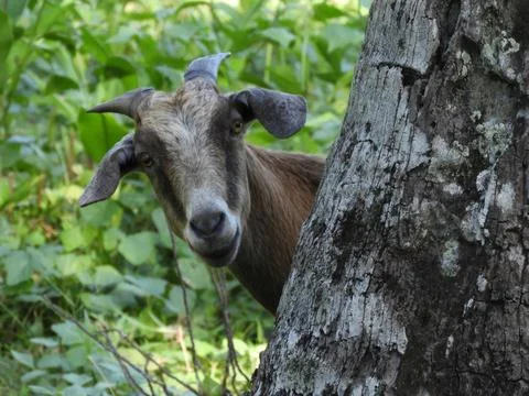 Goat Philippines Stock Photos