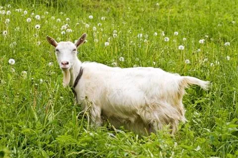 Goat Stock Photos