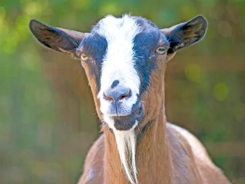Goat Stock Photos