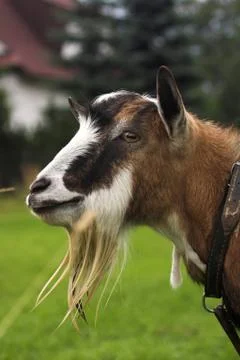 Goat Stock Photos