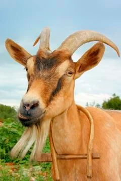 Goat Stock Photos