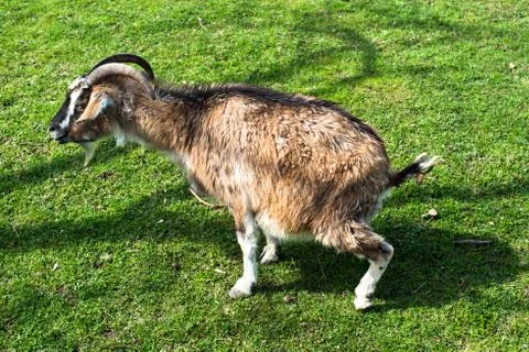 Goat Stock Photos