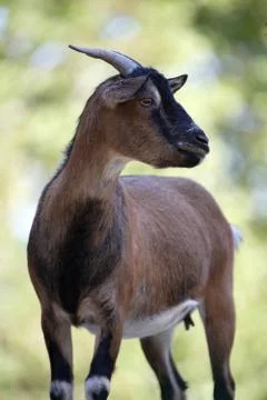 Goat Stock Photos