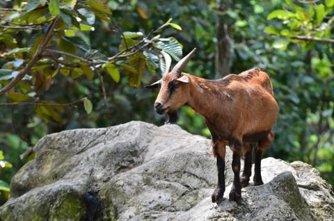 Goat Foto stock