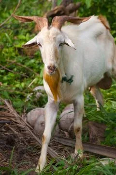 Goat Stock Photos