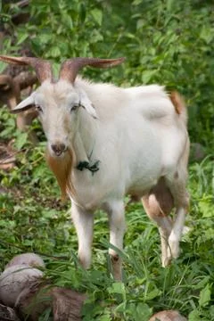 Goat Stock Photos