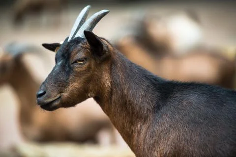 Goat Stock Photos