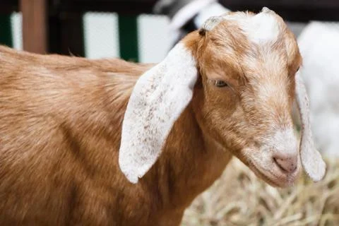 Goat Stock Photos