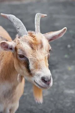 Goat Stock Photos