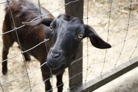 A goat Stock Photos