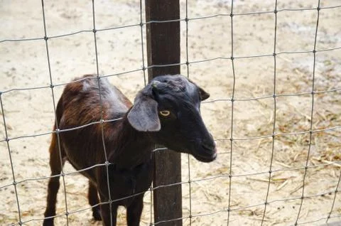 A goat Stock Photos