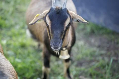 Goat Stock Photos