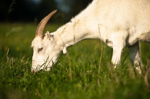 Goat Stock Photos
