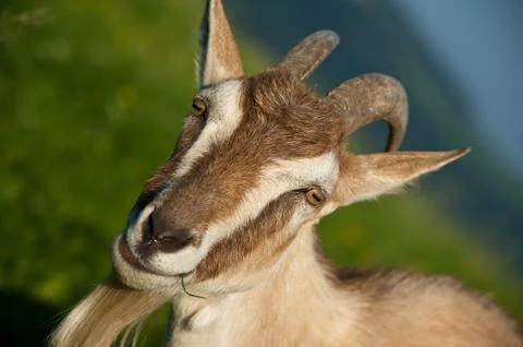 Goat Stock Photos