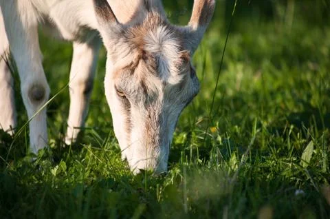 Goat Stock Photos