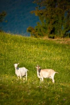 Goat Fotos de archivo