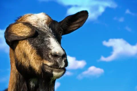 Goat Stock Photos