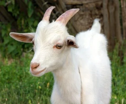 Goat Stock Photos