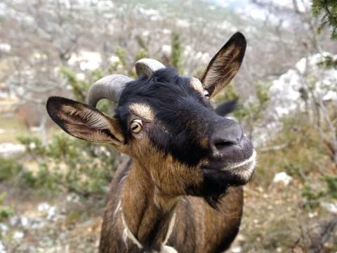 Goat Stock Photos