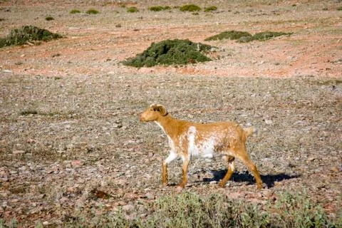 Goat Stock Photos