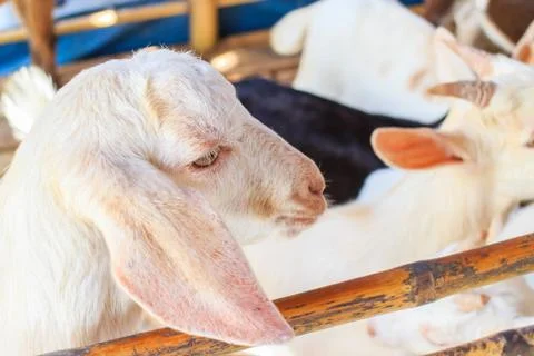 Goat Foto stock
