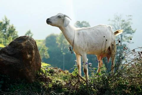 Goat Fotos de archivo