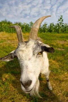 Goat Stock Photos