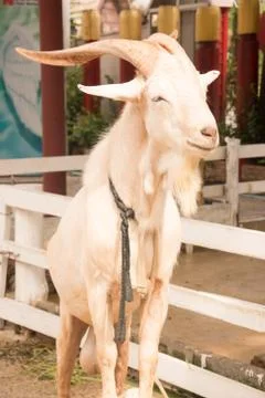 Goat Stock Photos