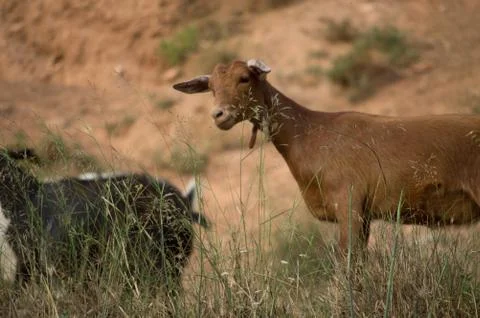 Goat Stock Photos