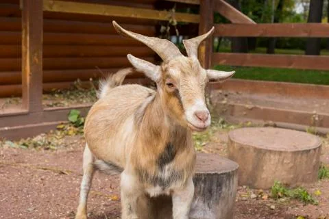 Goat Stock Photos