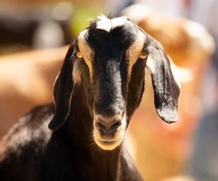 Goat Stock Photos