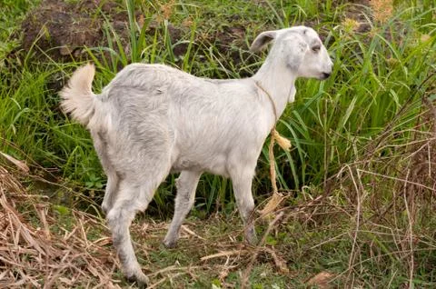 Goat Stock Photos