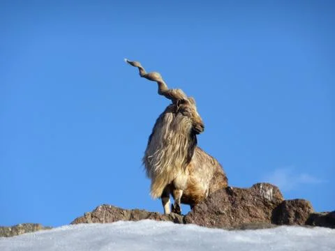 Goat Stock Photos